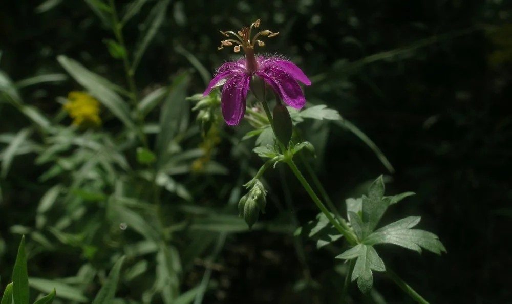 A close-up of a purple flower with five petals, yellow stamens, and green leaves in the background.