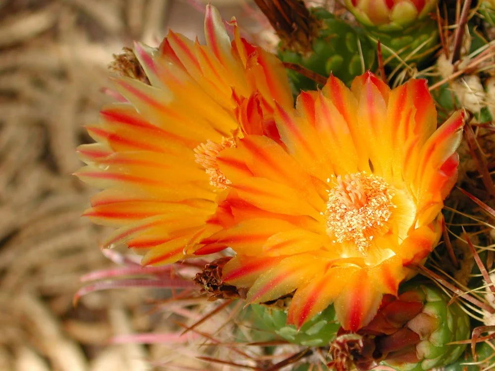 A vibrant orange cactus flower blooming with sharp spines and green cactus pads in the background.