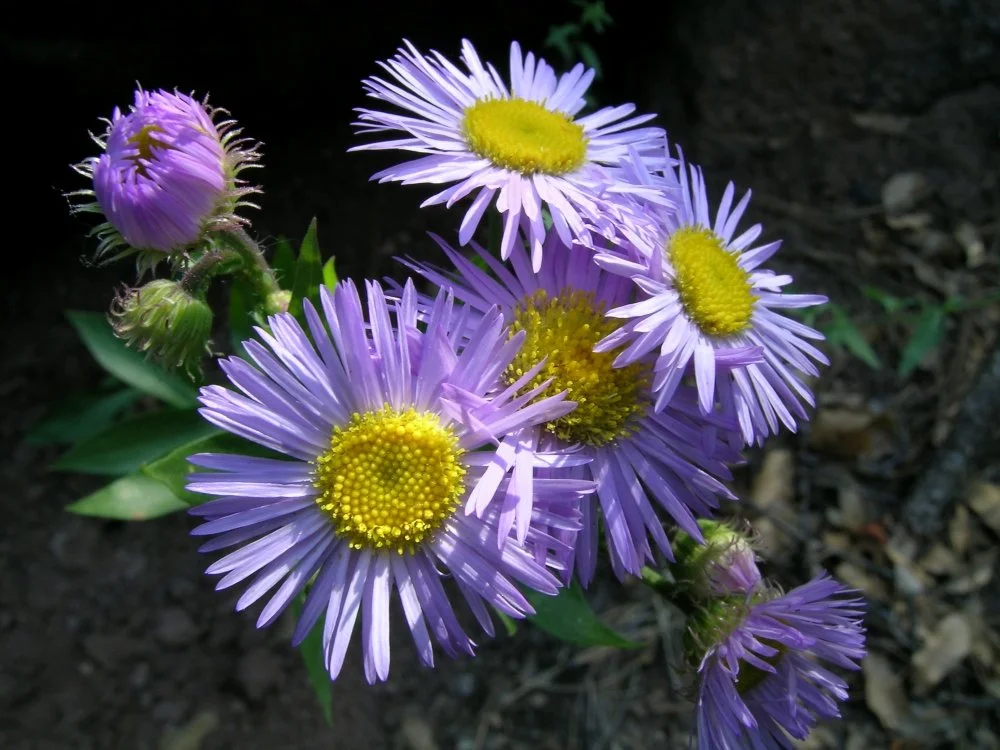 Close-up of purple flowers with yellow centers blooming in dark soil.