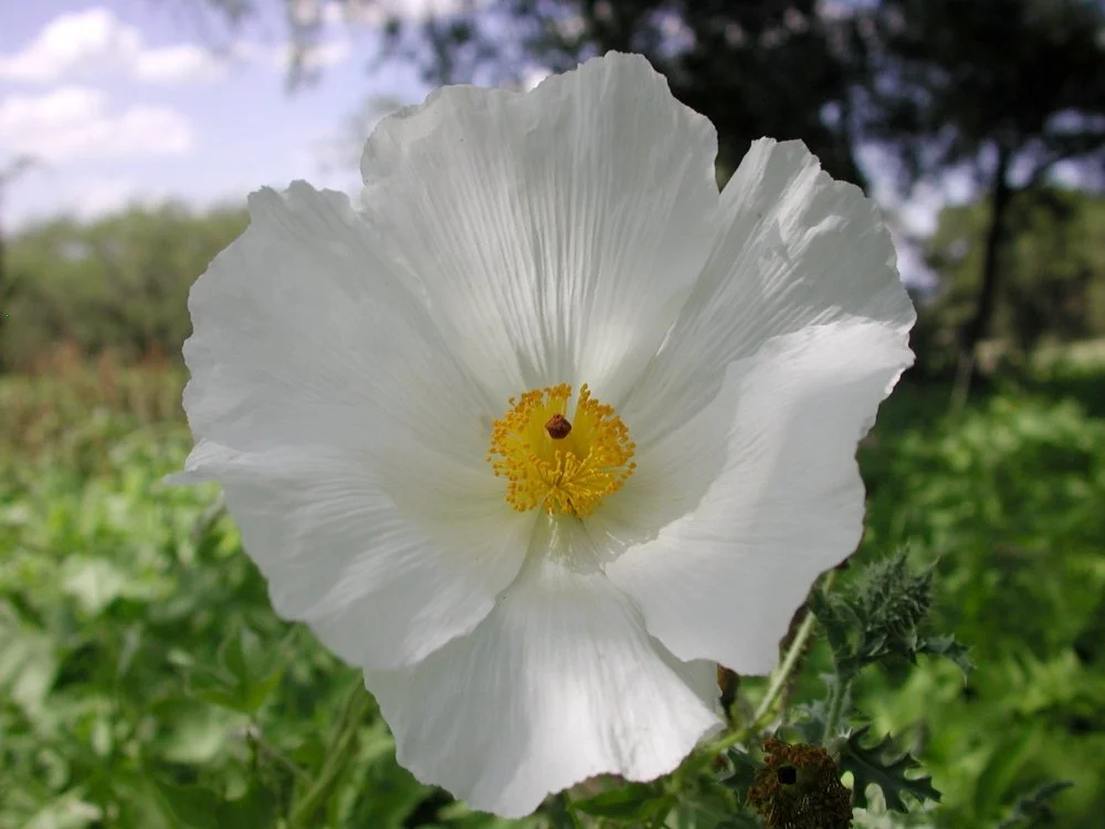 Close-up of a white poppy flower with yellow stamens, set against a blurred green and blue outdoor background.