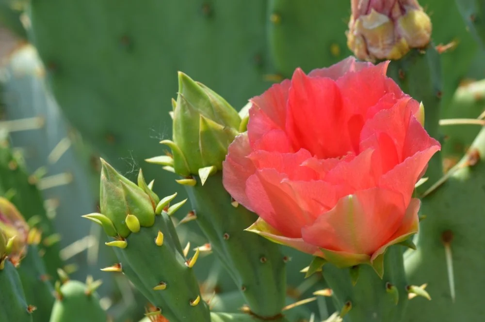 A pink cactus flower blooming on a green prickly pear cactus plant with spines and buds.