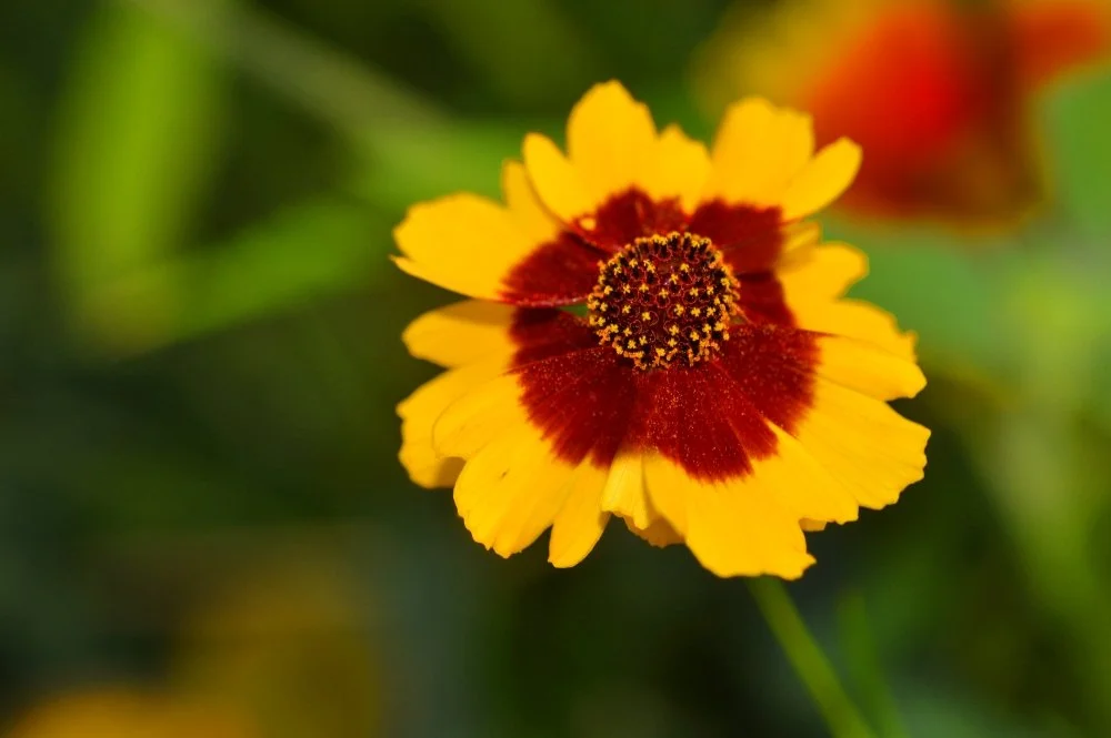 Close-up of a yellow and red flower with a dark center, surrounded by green foliage.