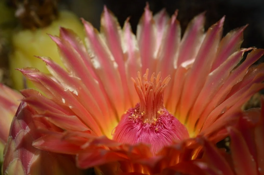 Close-up of a vibrant pink and orange flower with many long, pointed petals and prominent stamens at the center.