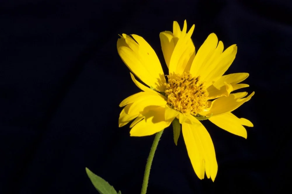 A yellow flower with multiple petals and a central cluster of yellow stamens on a dark background.