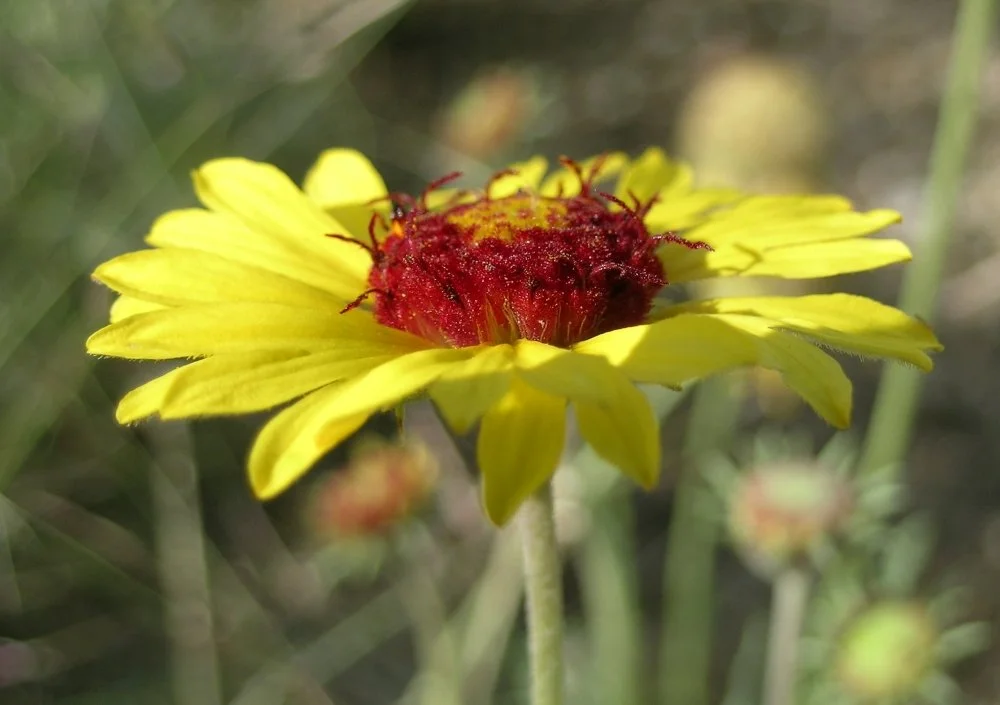 Close-up of a yellow flower with a red center and tiny insects on top.