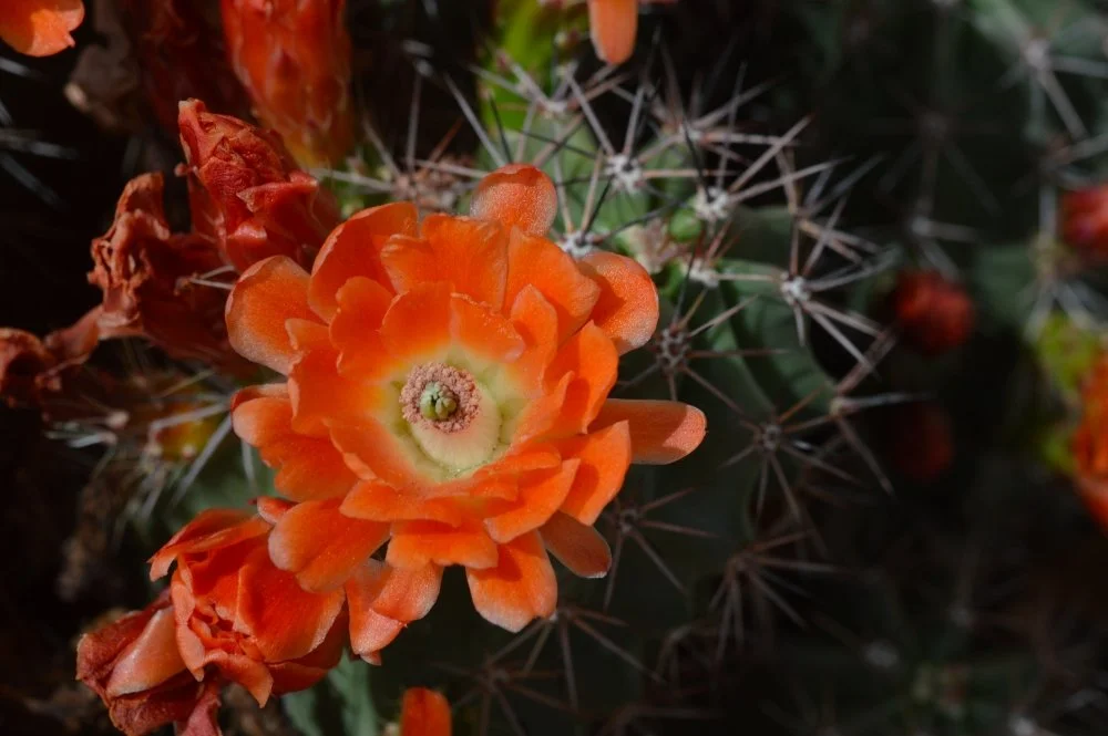 Close-up of an orange cactus flower in bloom surrounded by cactus spines and buds.