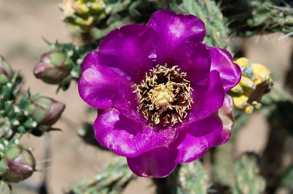 Close-up of a purple cactus flower with yellow stamens, surrounded by cactus buds.