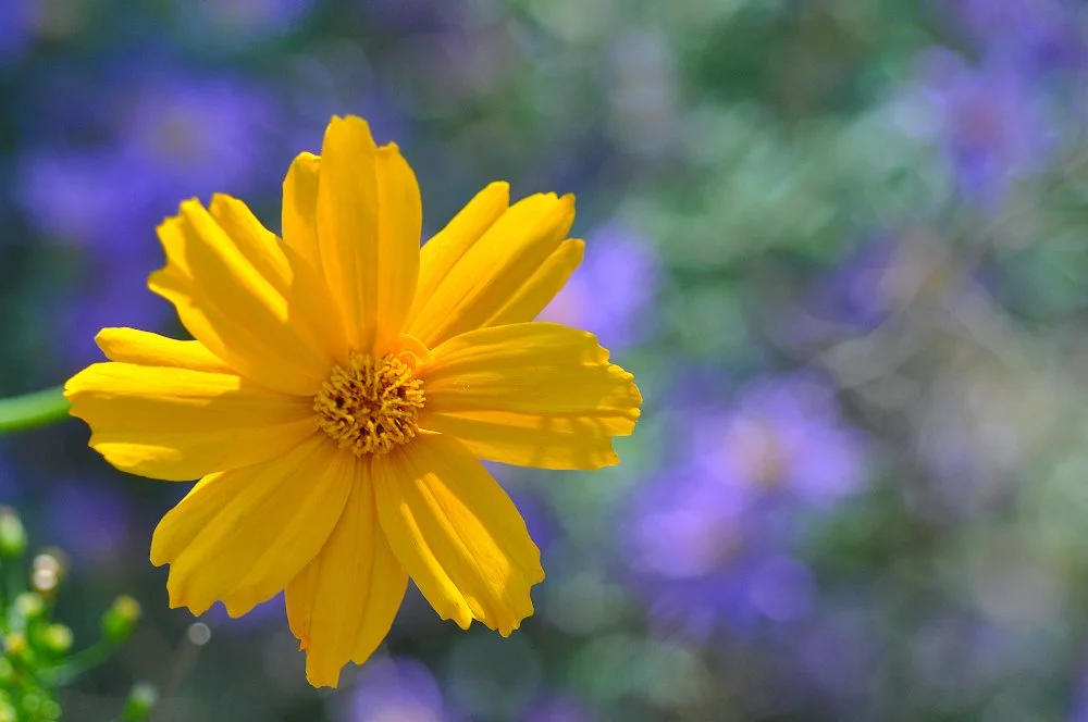 A close-up of a bright yellow flower with a purple and green blurred background.