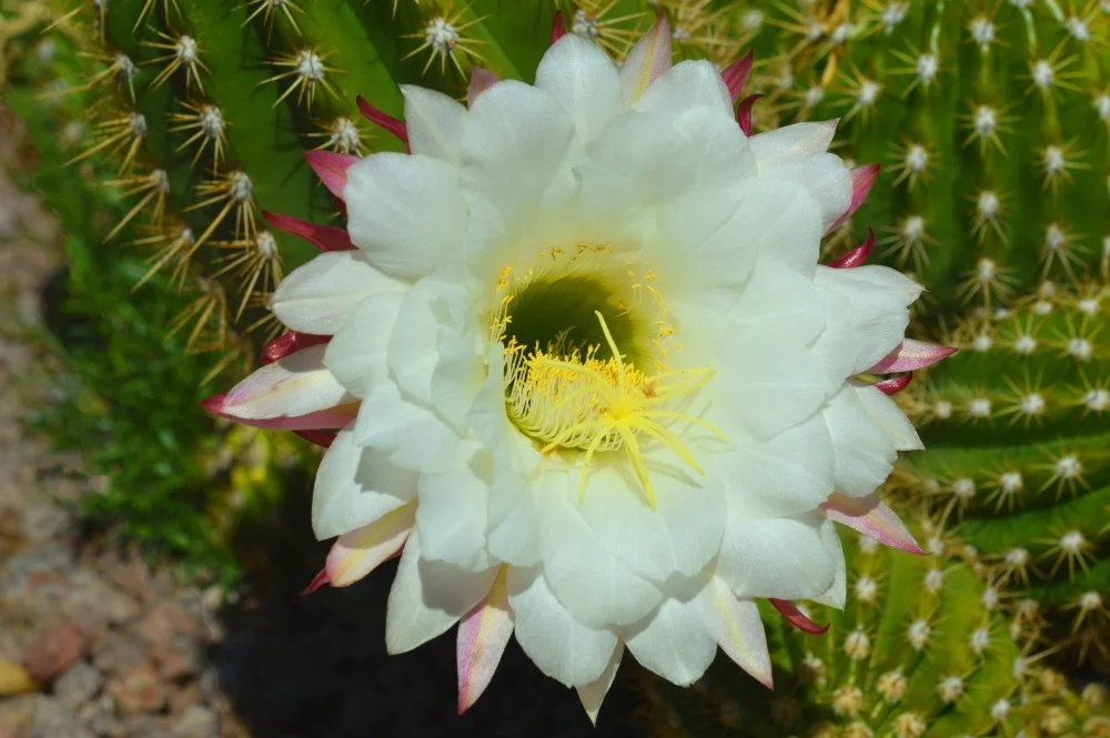 Close-up of a white cactus flower with yellow stamen blooming on a green cactus plant.