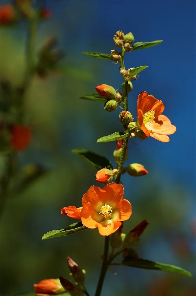Close-up of orange flowers and buds on a green plant against a blurred background of blue sky and greenery.