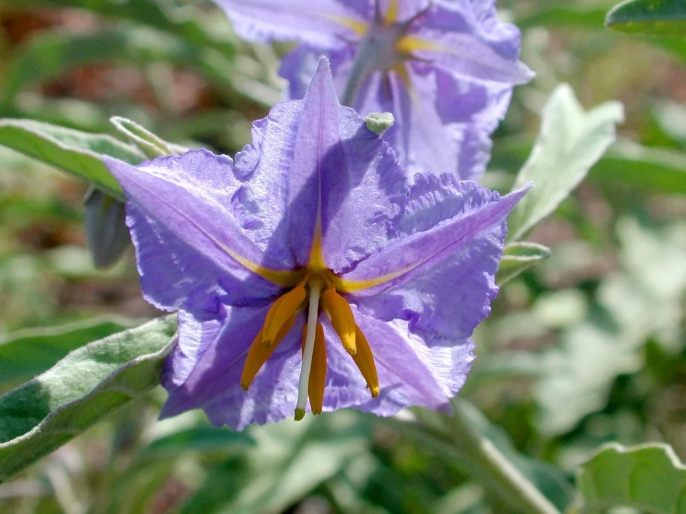 A purple flower with yellow stamens and large ruffled petals, surrounded by green leaves.