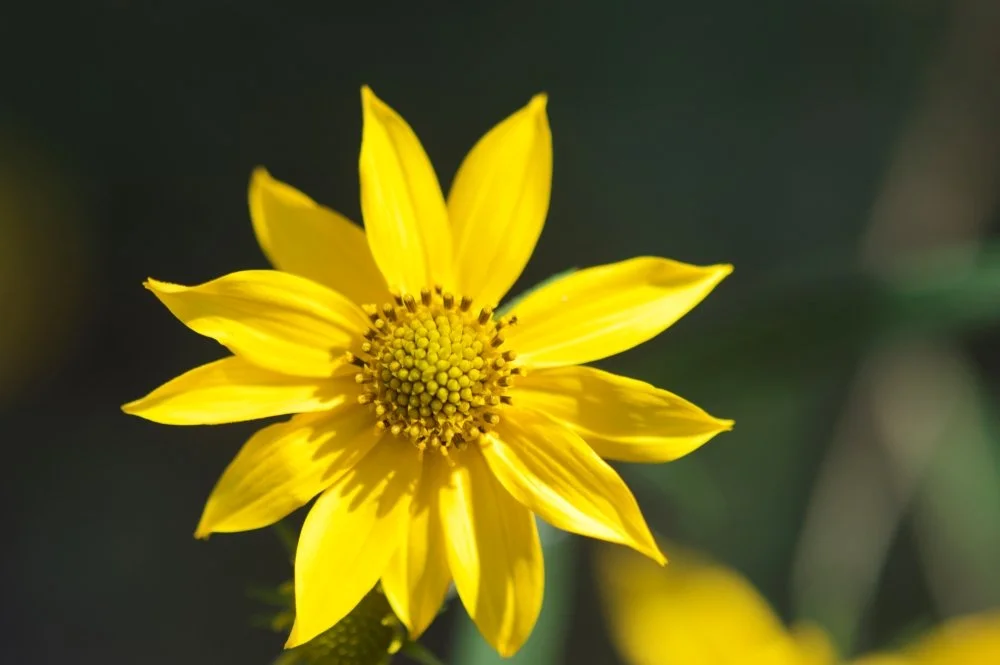 Close-up of a yellow flower with elongated petals against a blurred green background.