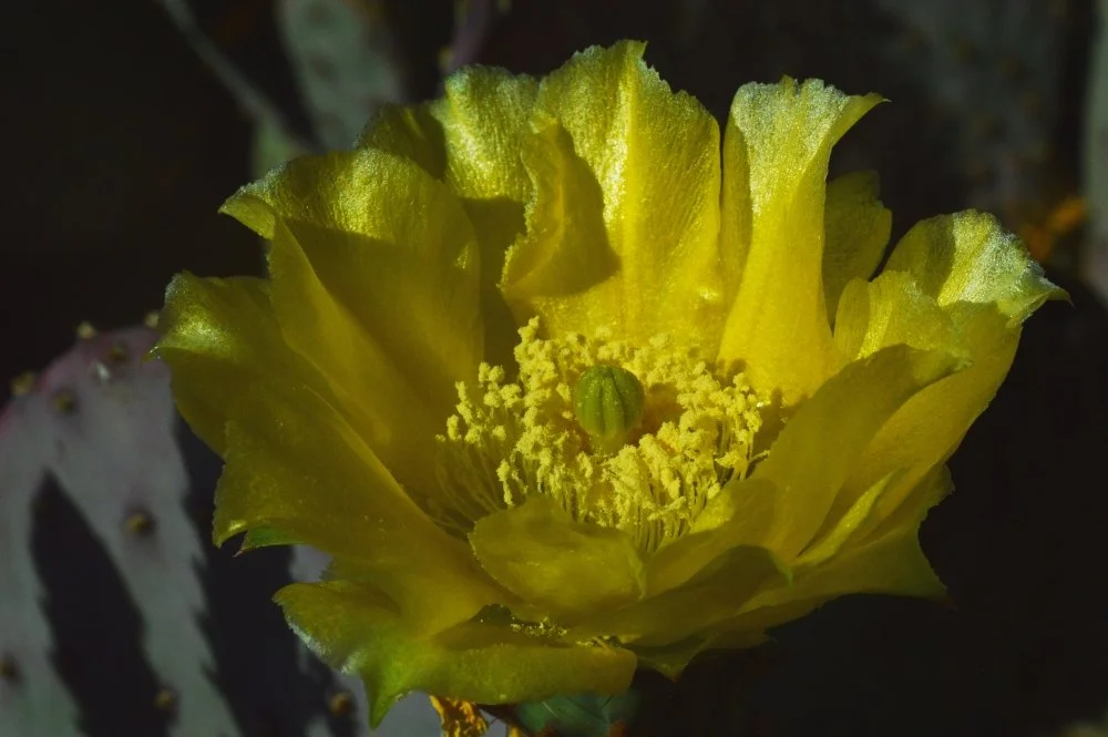 Close-up of a bright yellow cactus flower with ruffled petals and prominent stamens, blooming against a dark background.