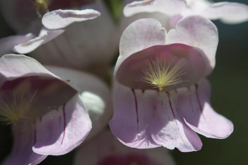 Close-up of delicate light pink and white hydrangea flowers with visible stamens and petals.