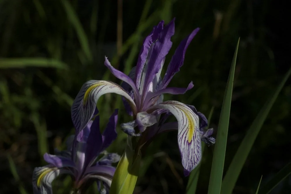 Close-up of a purple and white iris flower with yellow markings, surrounded by green grass.