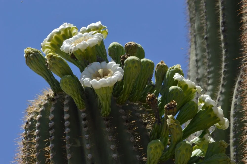 Close-up of a cactus with white flowers blooming on the top, against a clear blue sky.