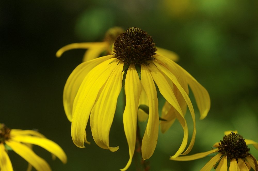 Close-up of a yellow flower with long drooping petals and a dark central cone.
