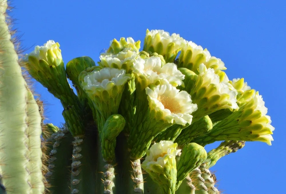 Close-up of a cactus with yellow and white flowers blooming against a blue sky.