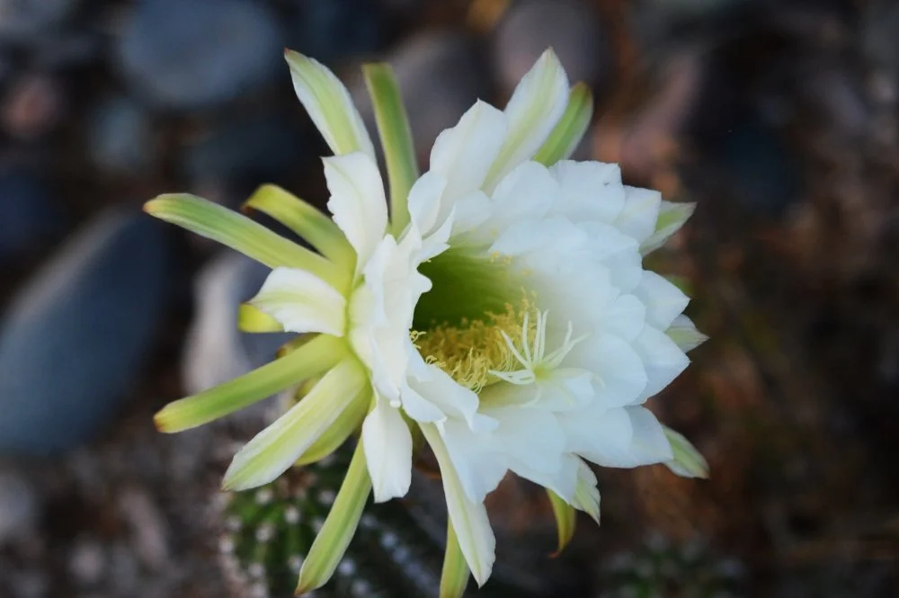 Close-up of a white cactus flower blooming, with a dark, blurred background.