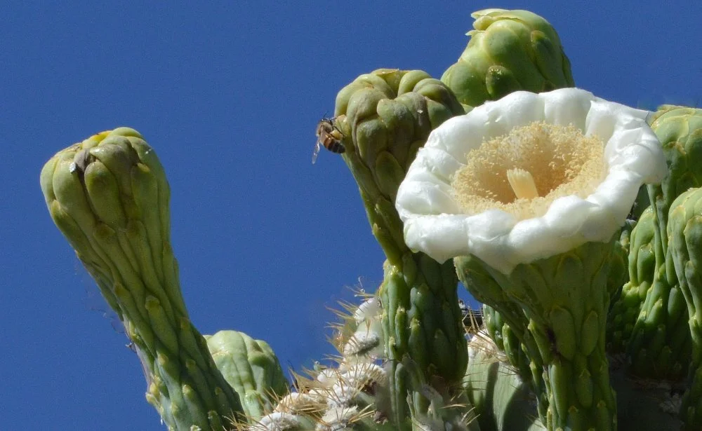 Close-up of a cactus with a white flower in bloom, surrounded by green buds, against a blue sky, with bees collecting nectar.