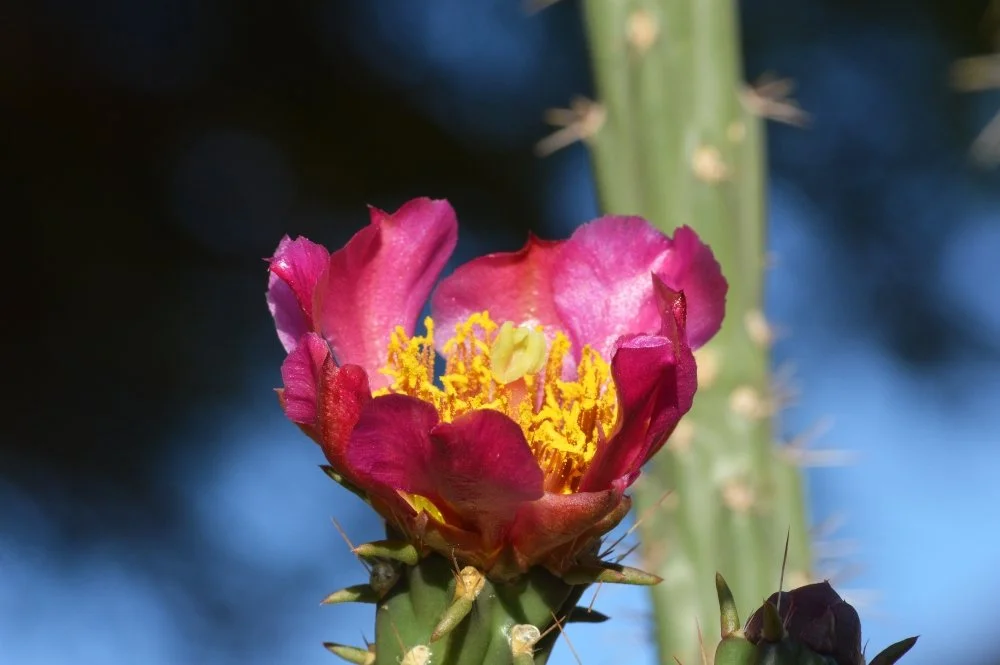 Close-up of a pink cactus flower with yellow stamens blooming on a green cactus stem with thorns.