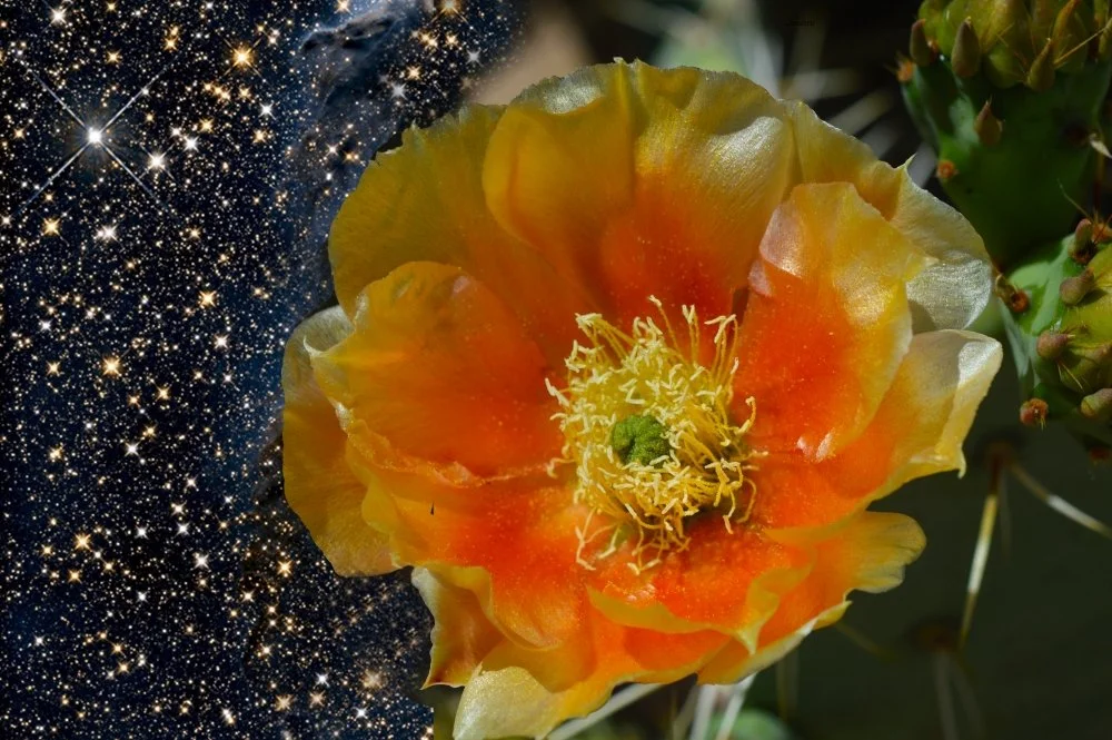 A vibrant orange cactus flower with yellow-tipped petals and prominent stamens, set against a background split between a starry night sky and green cactus leaves.