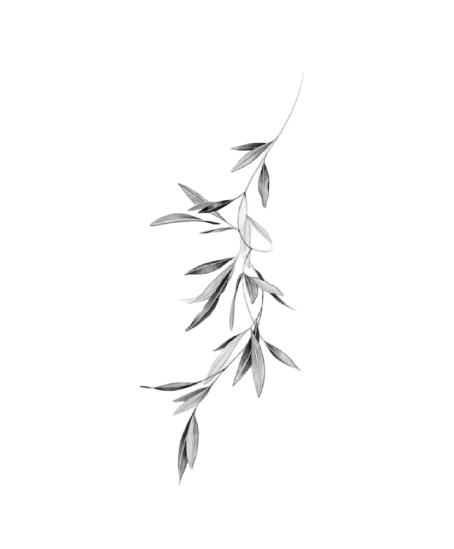 A black and white image of a plant stem with elongated leaves.