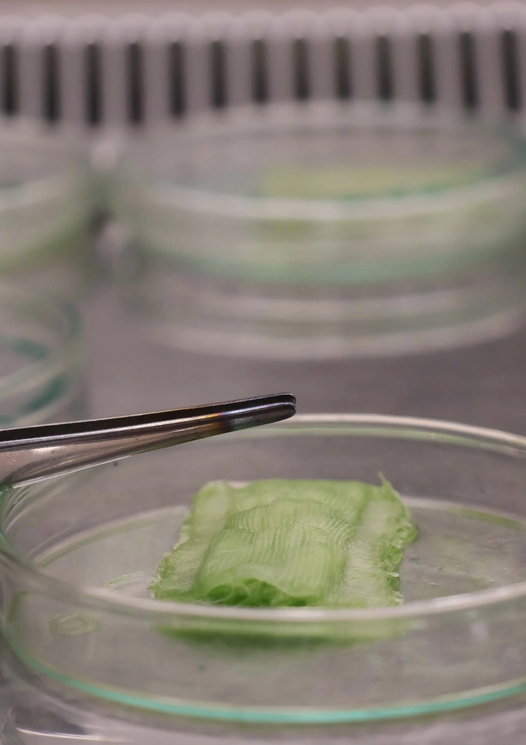 Living Textile samples in the lab (Mancini, 2025)