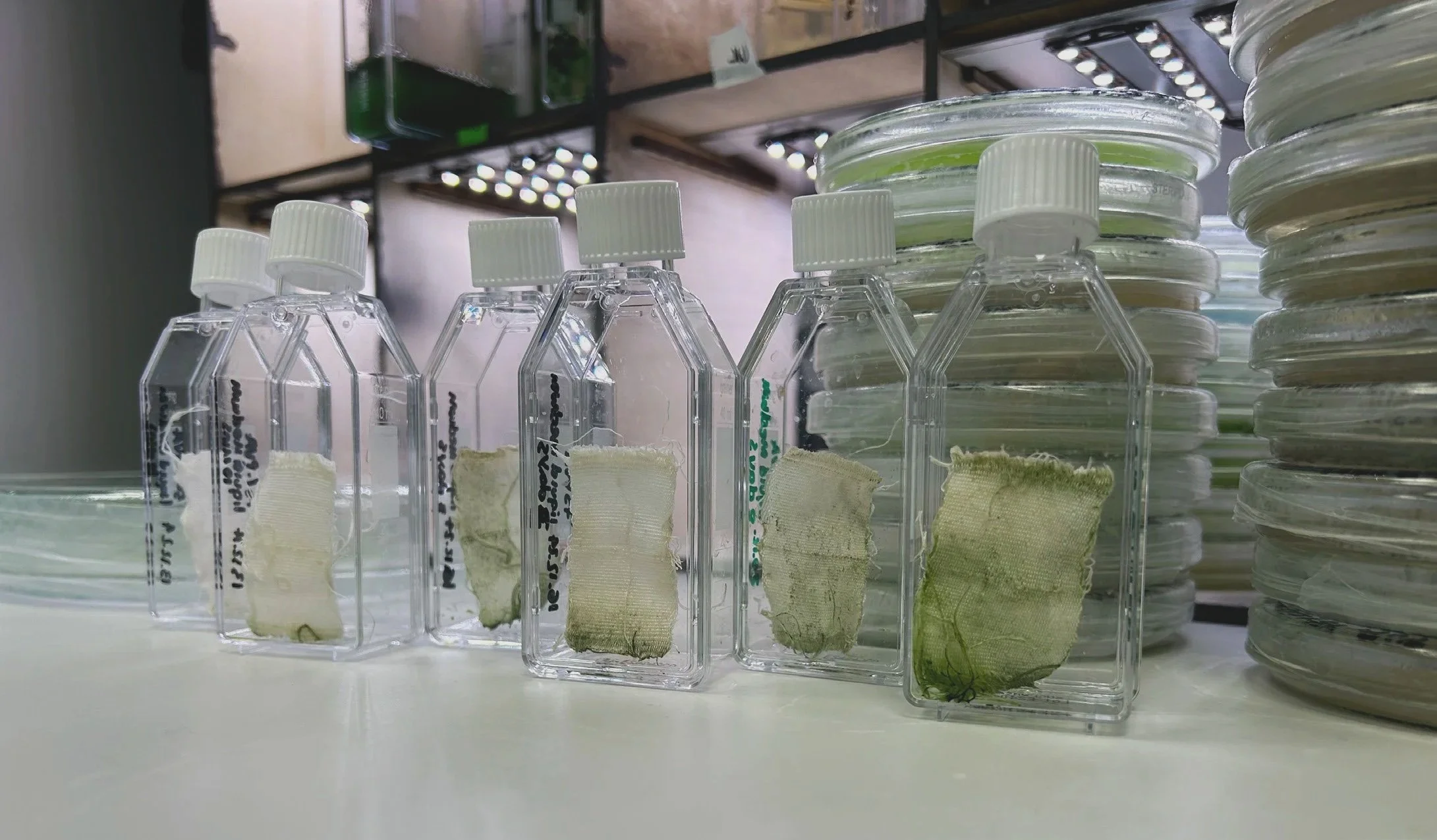 Living Textile samples in the lab (Mancini, 2025)