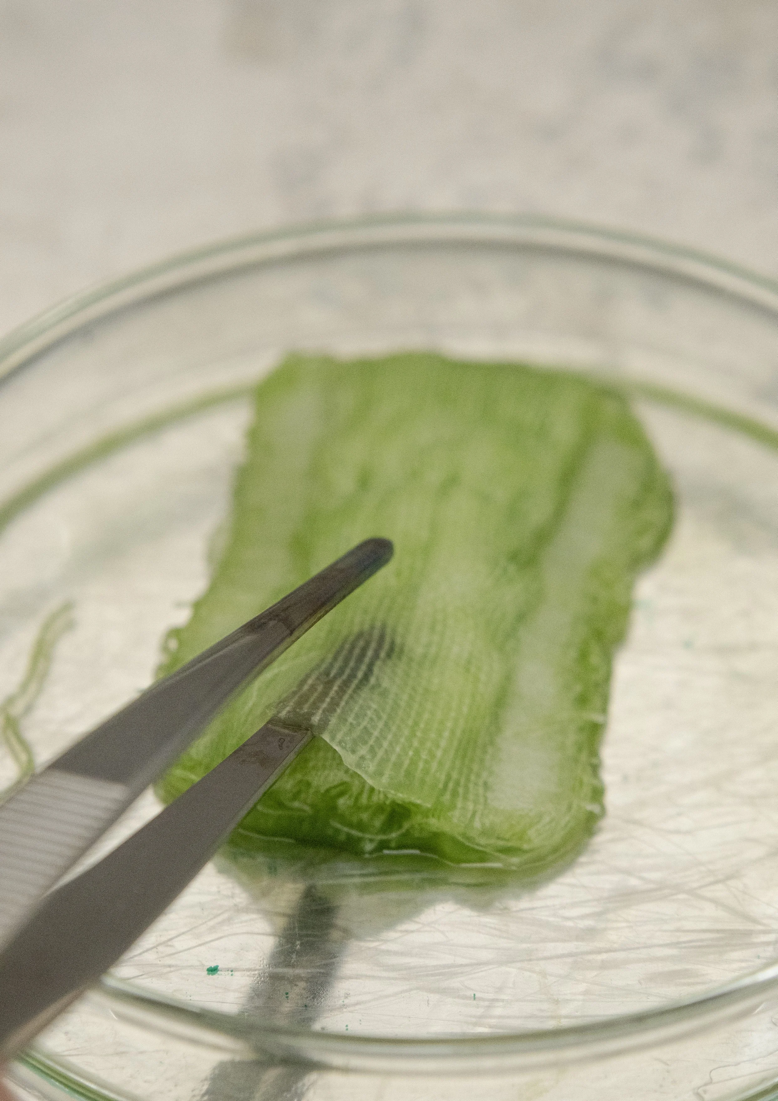 Living Textile samples in the lab (Mancini, 2025)