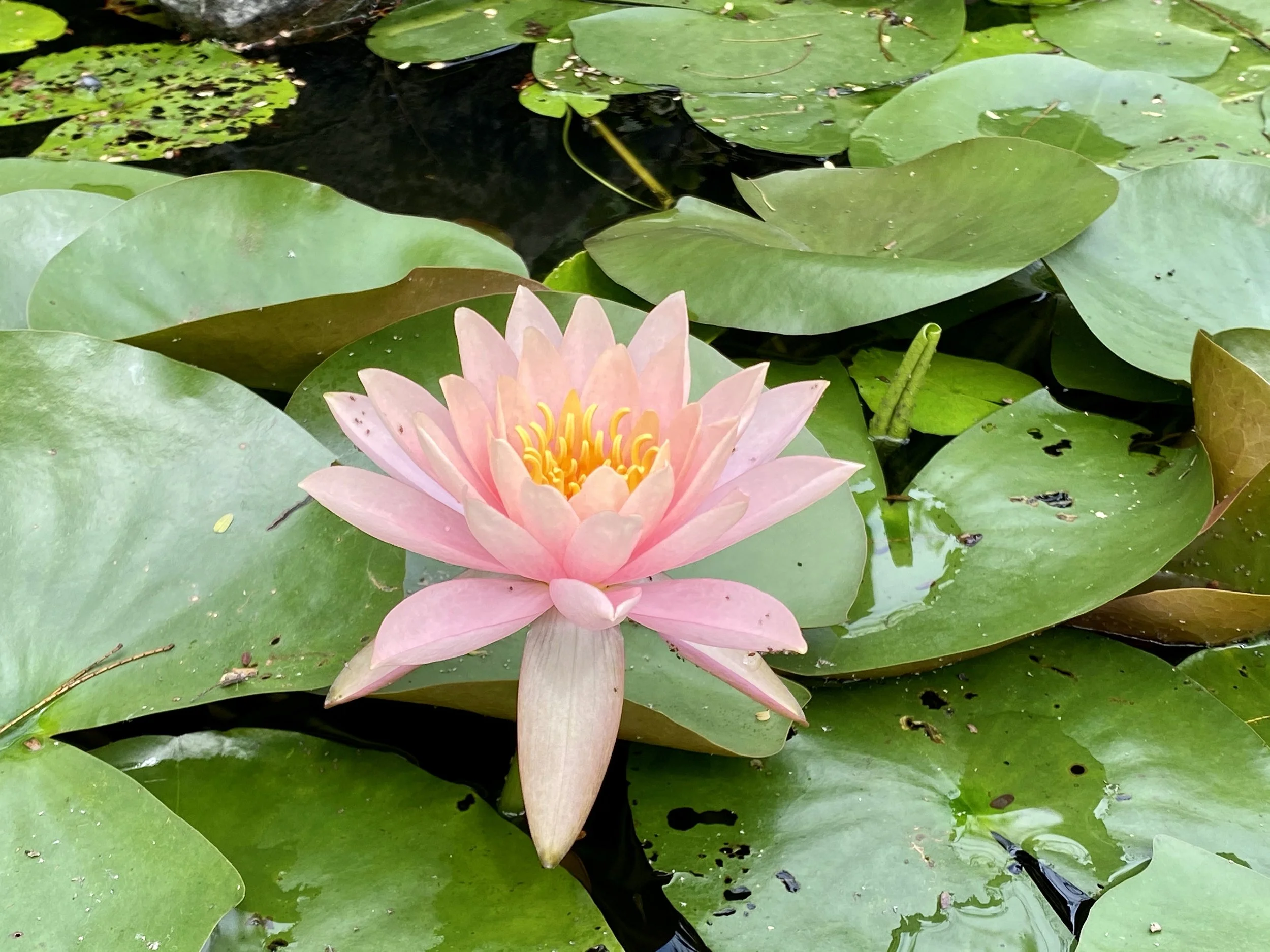 lily pad flower