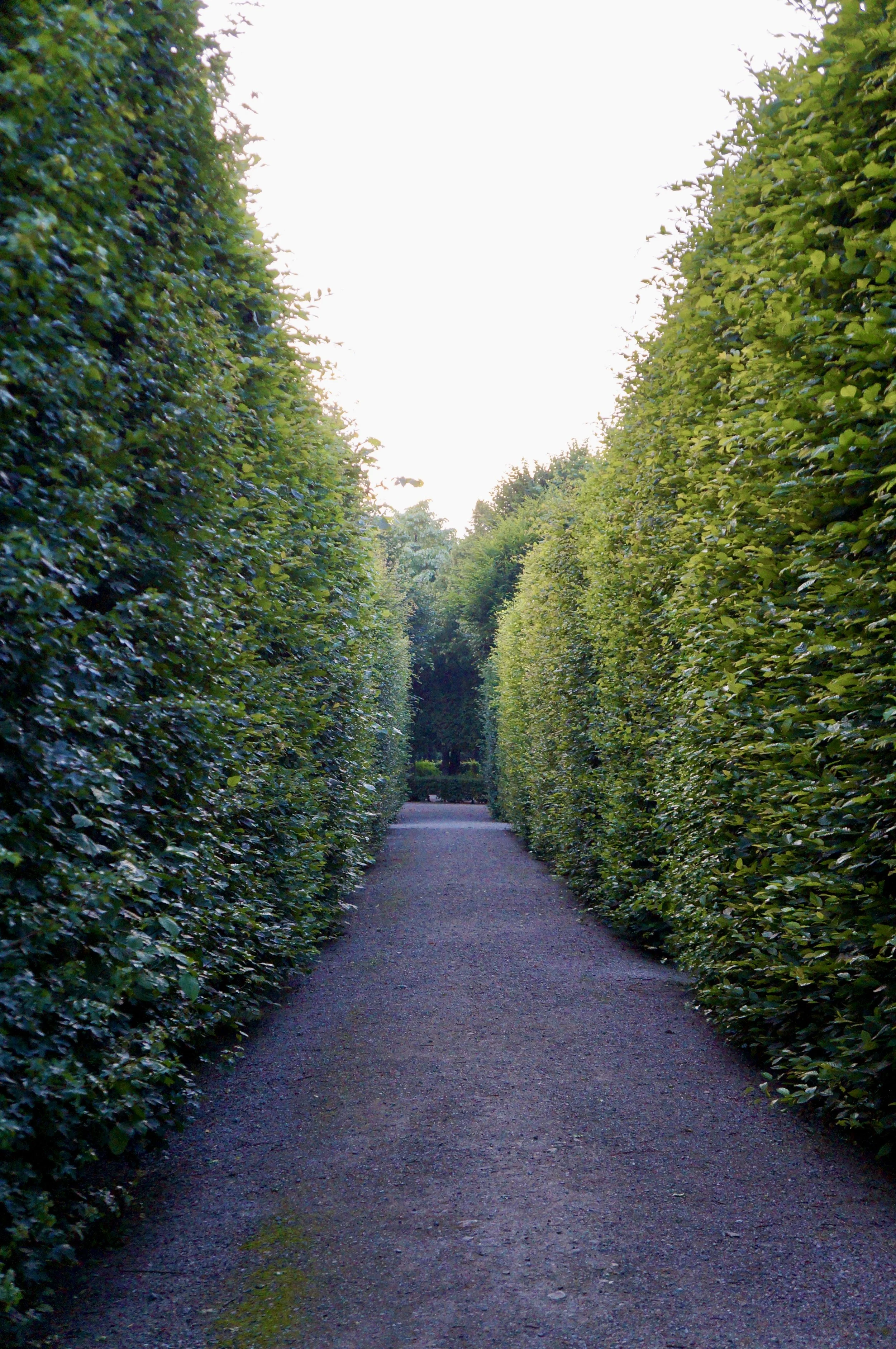 gravel path with tall hedges