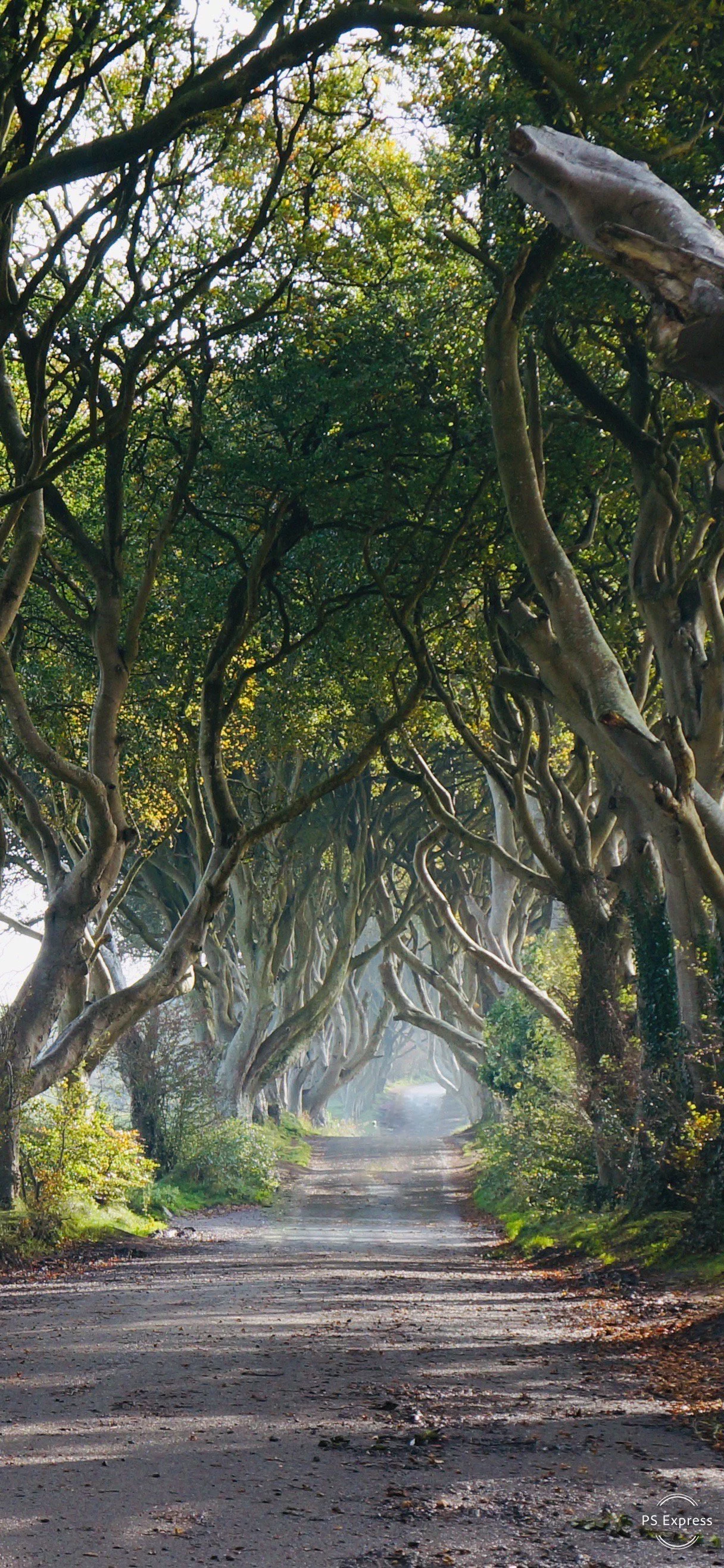 long winding road covered in large branches