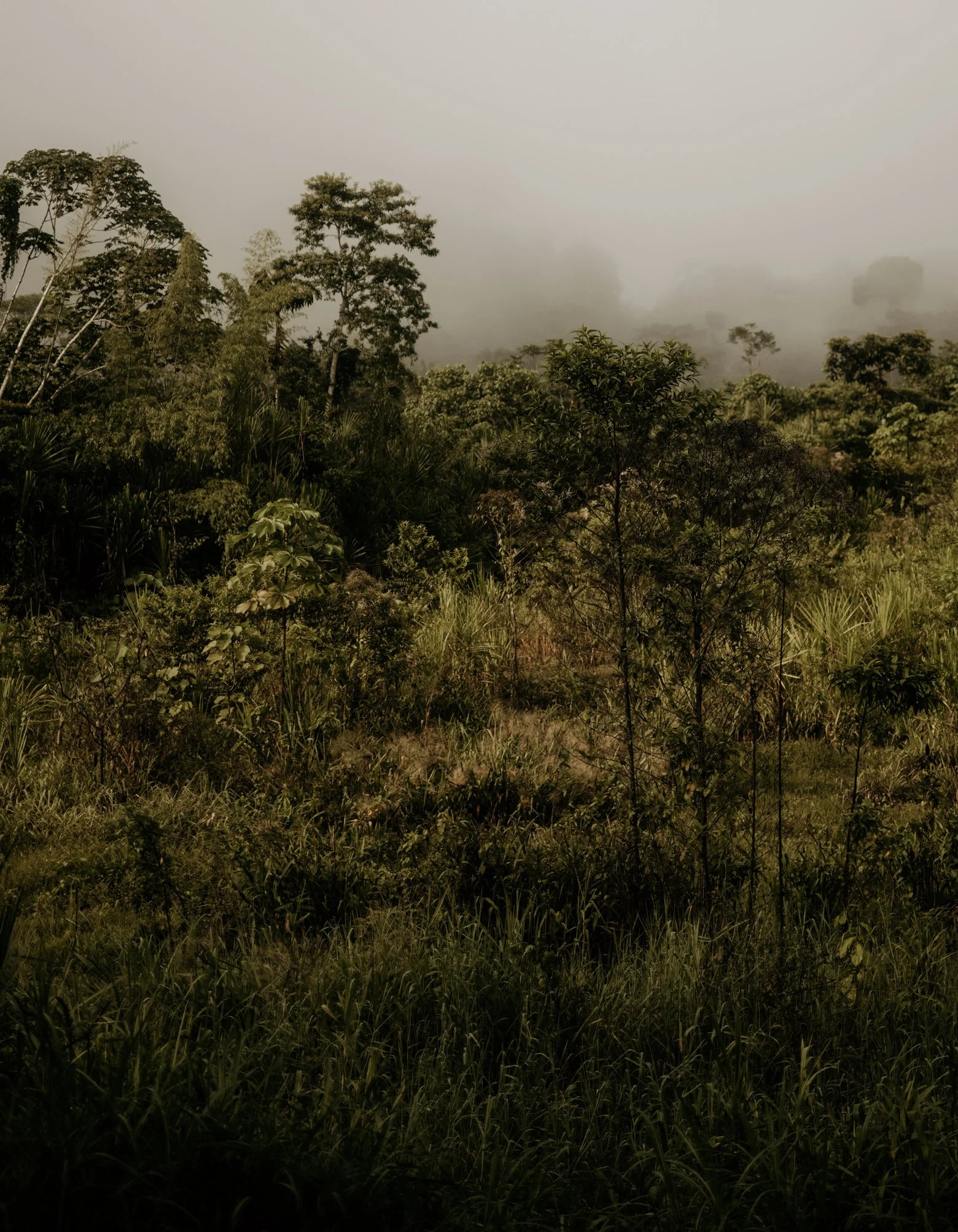 landscape copy.jpg