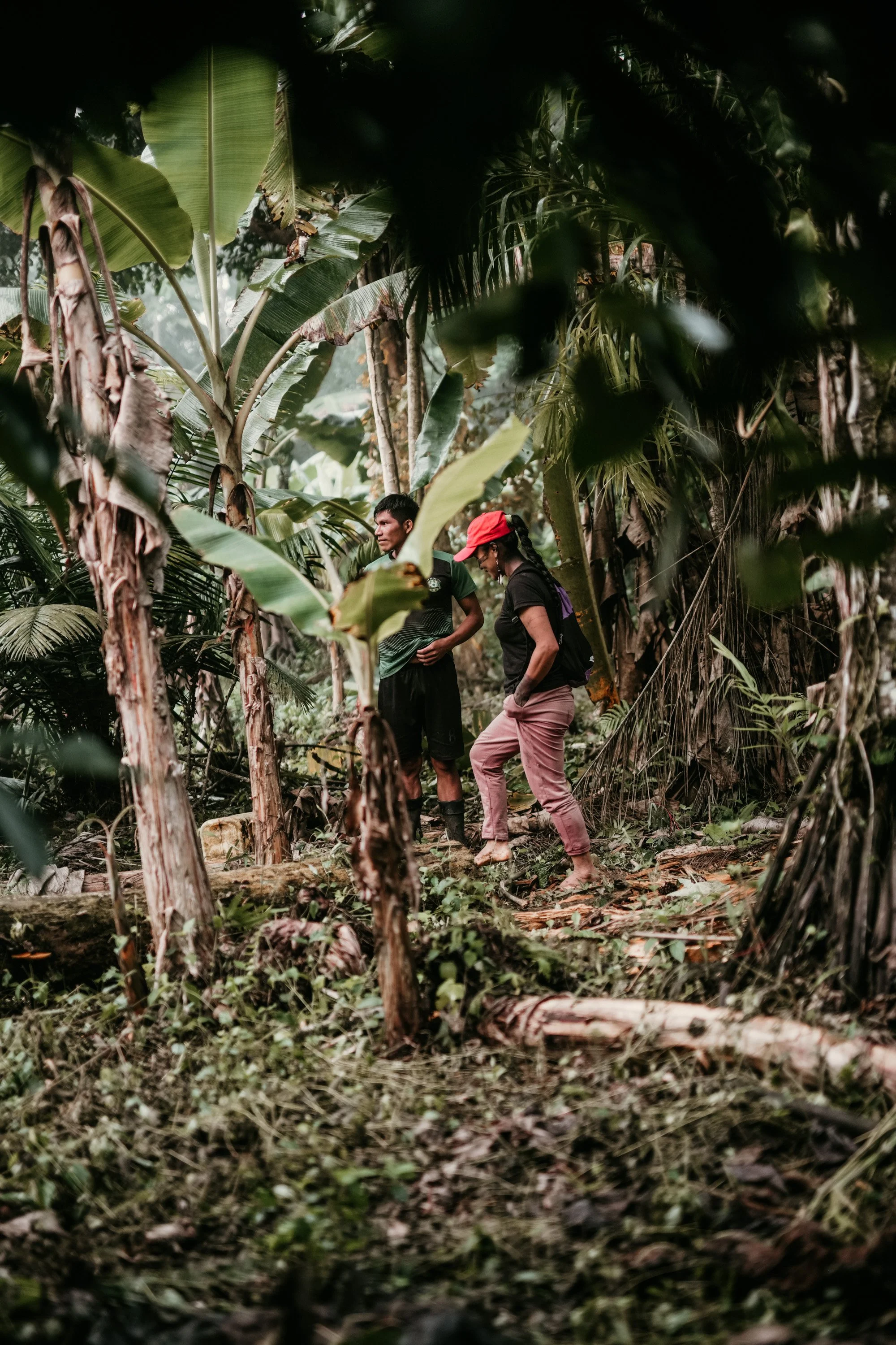 Two people walking through a dense jungle, surrounded by lush green banana and palm trees.