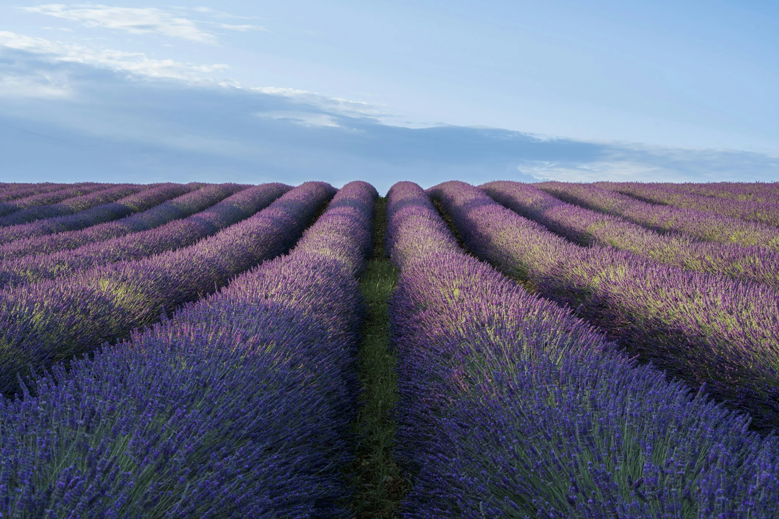 Lavender field with rows of purple lavender flowers stretching into the distance, under a partly cloudy sky.