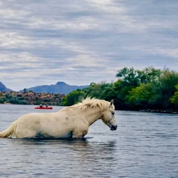 Salt River Horse