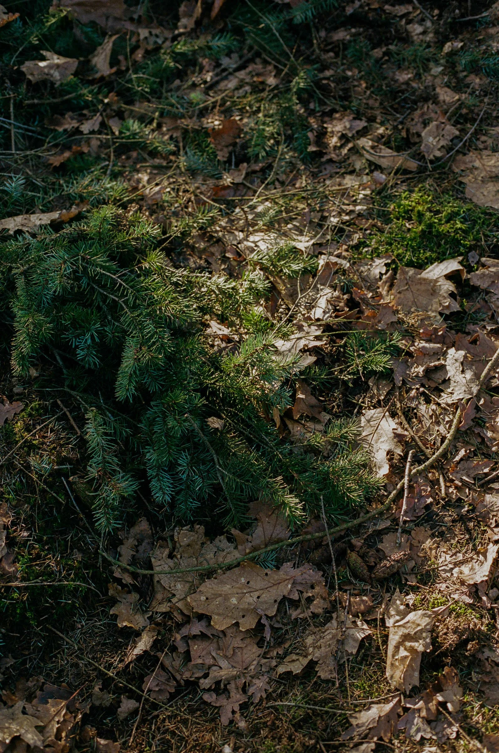 djanadjordjevic-photography-069.jpg