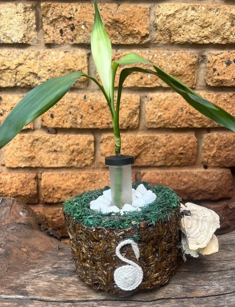 Mycellium Flowerpot luck bamboo.JPG