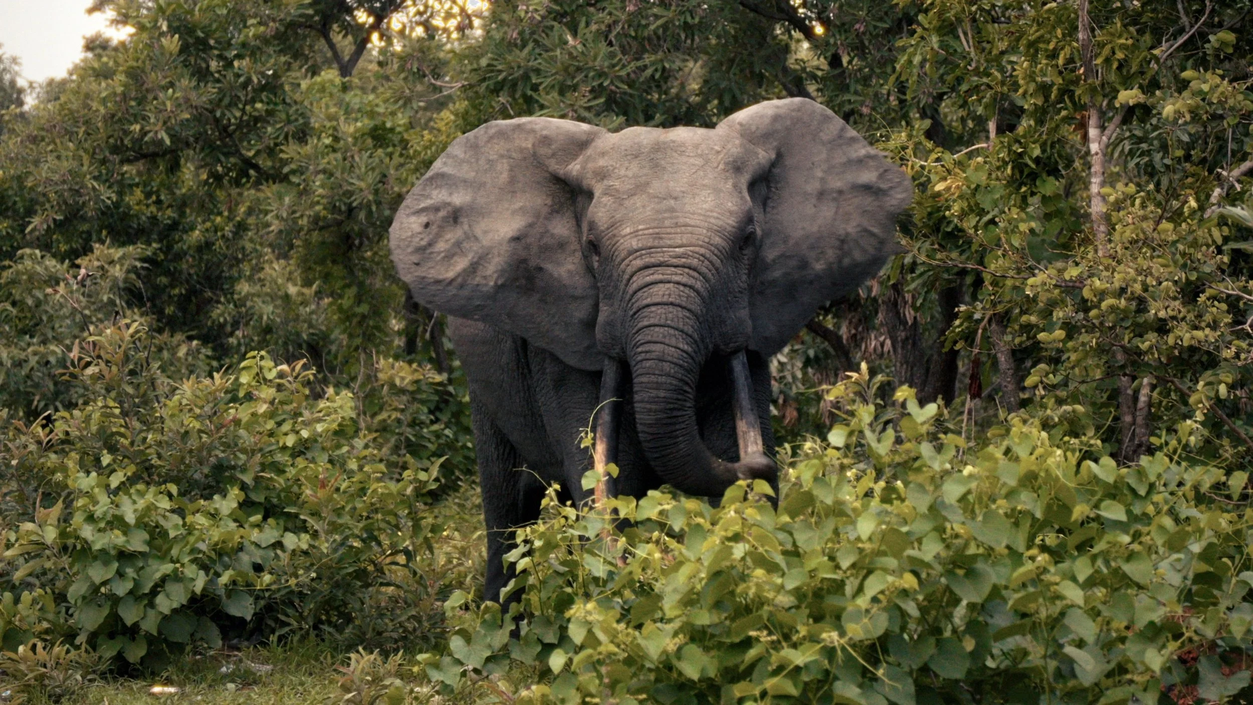 Still 2026-03-11 102634_6.1.3.jpg