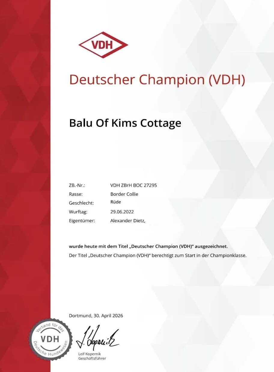 VDH-Champion-Balu-of-Kims-Cottage.jpg