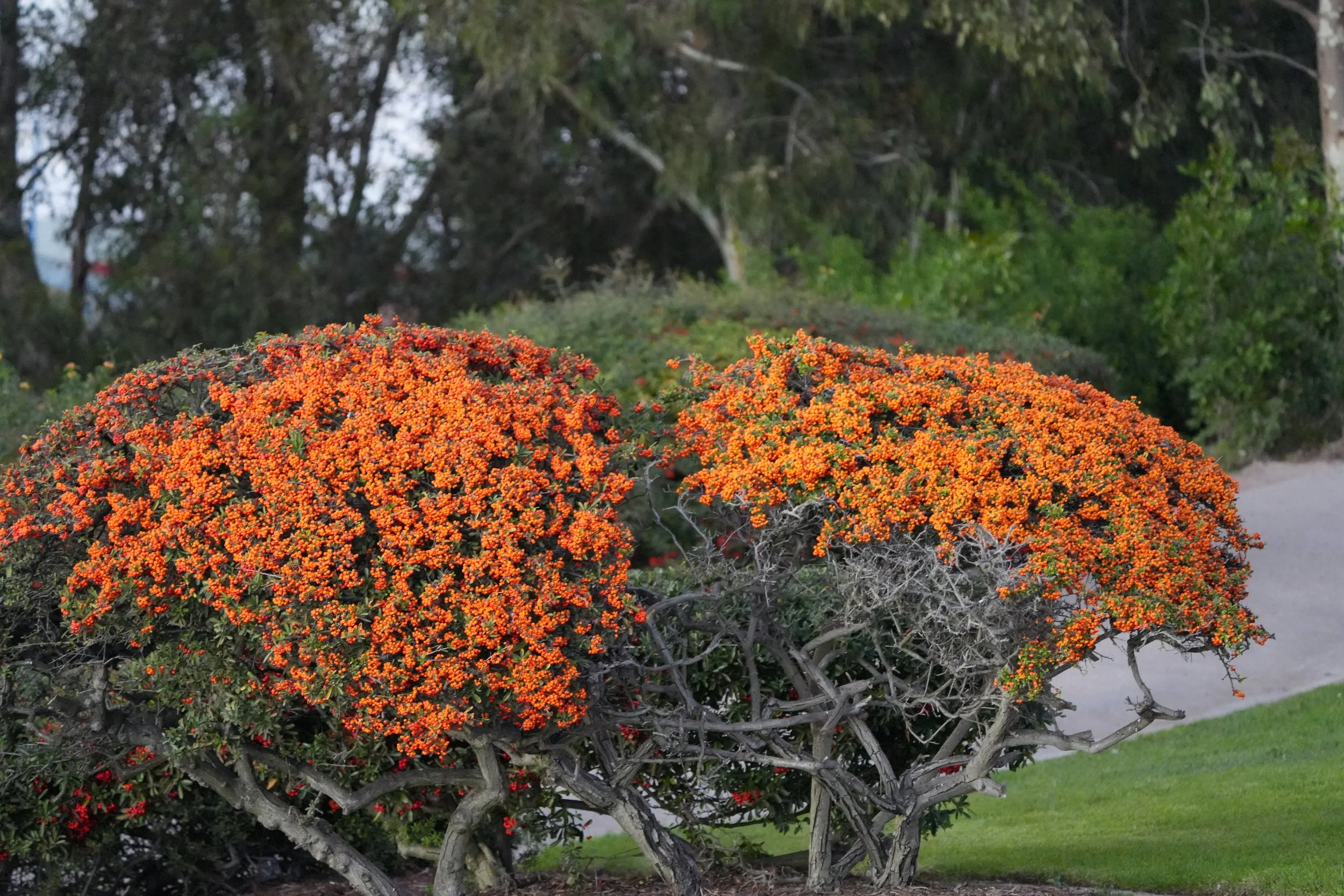 OrangeBush.JPG
