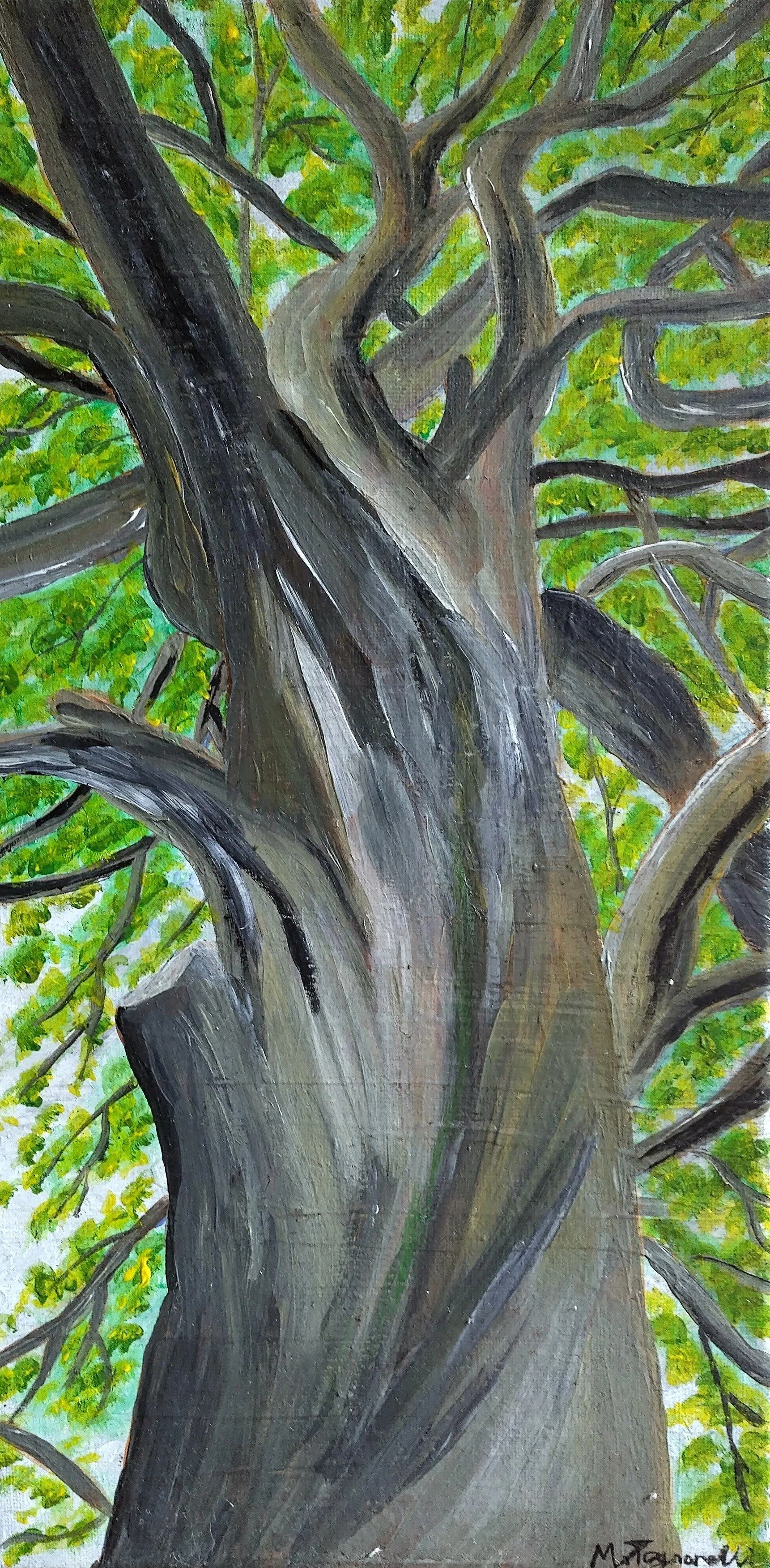 Towering Birch