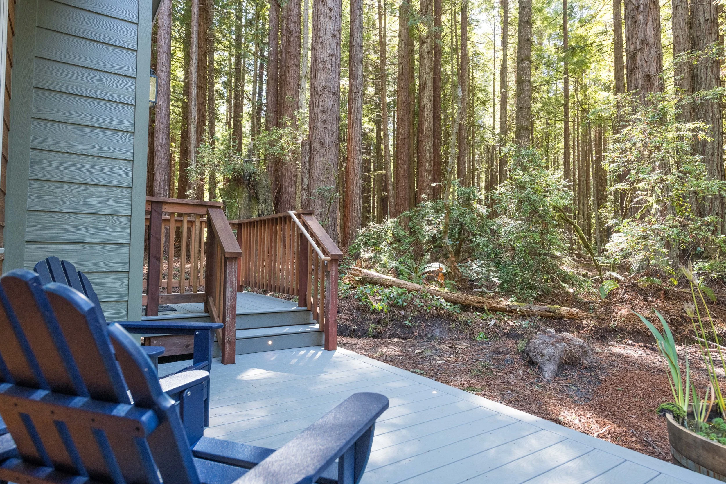 woods from deck mendo house.JPG
