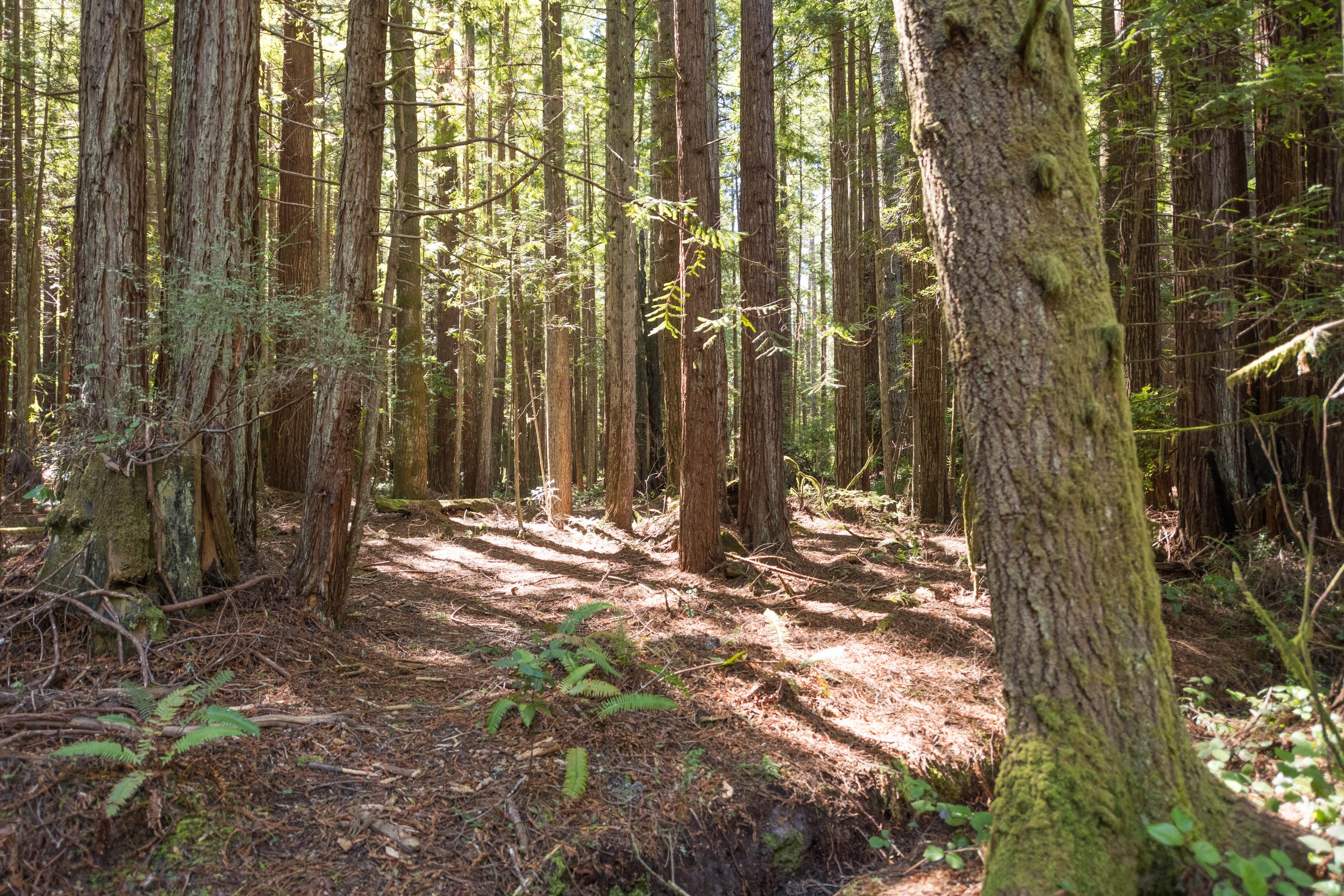 woods backyard mendo house.JPG
