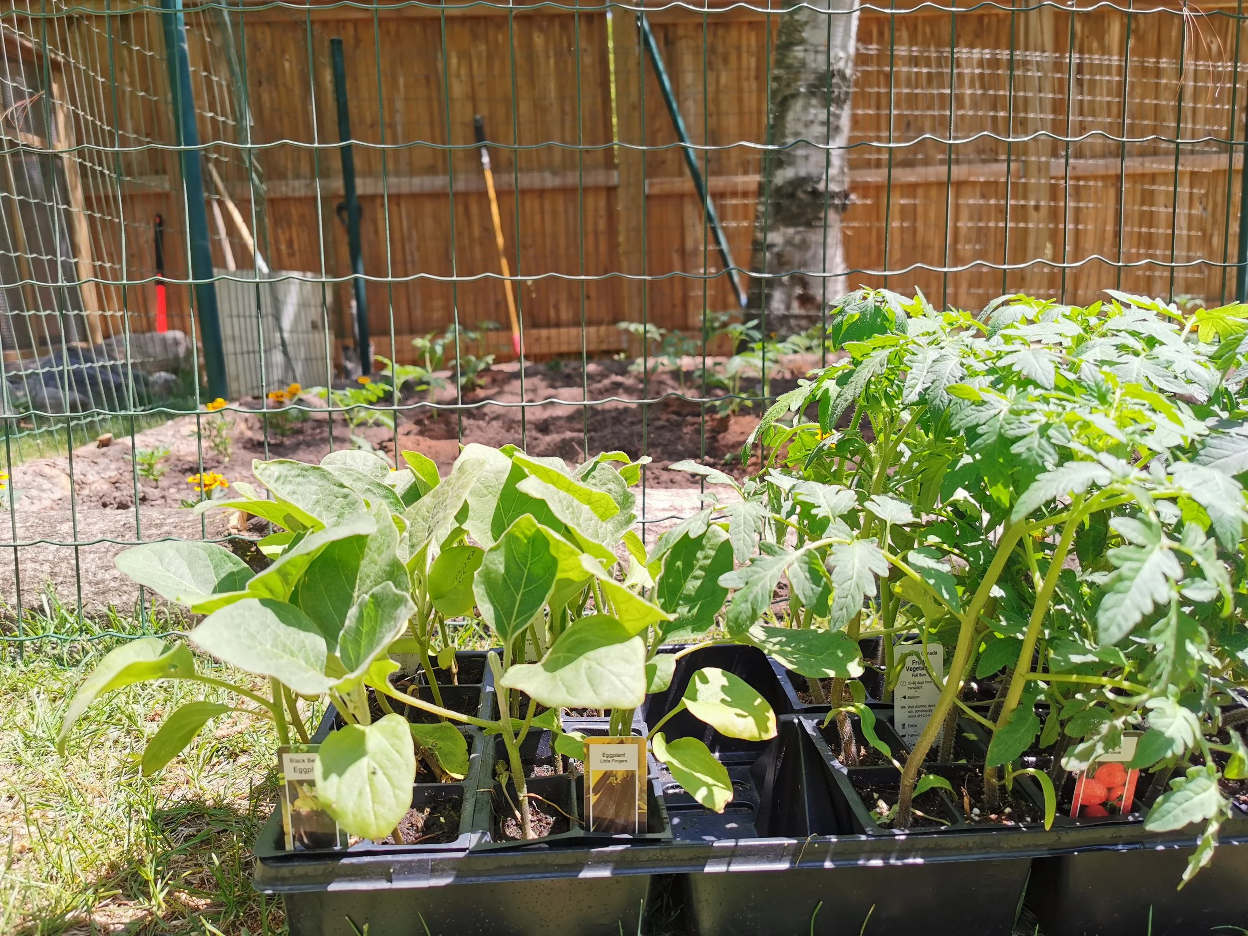 Tray of young vegetable plants, including eggplants and tomatoes, in a backyard garden with a green wire fence and wooden fence in the background.