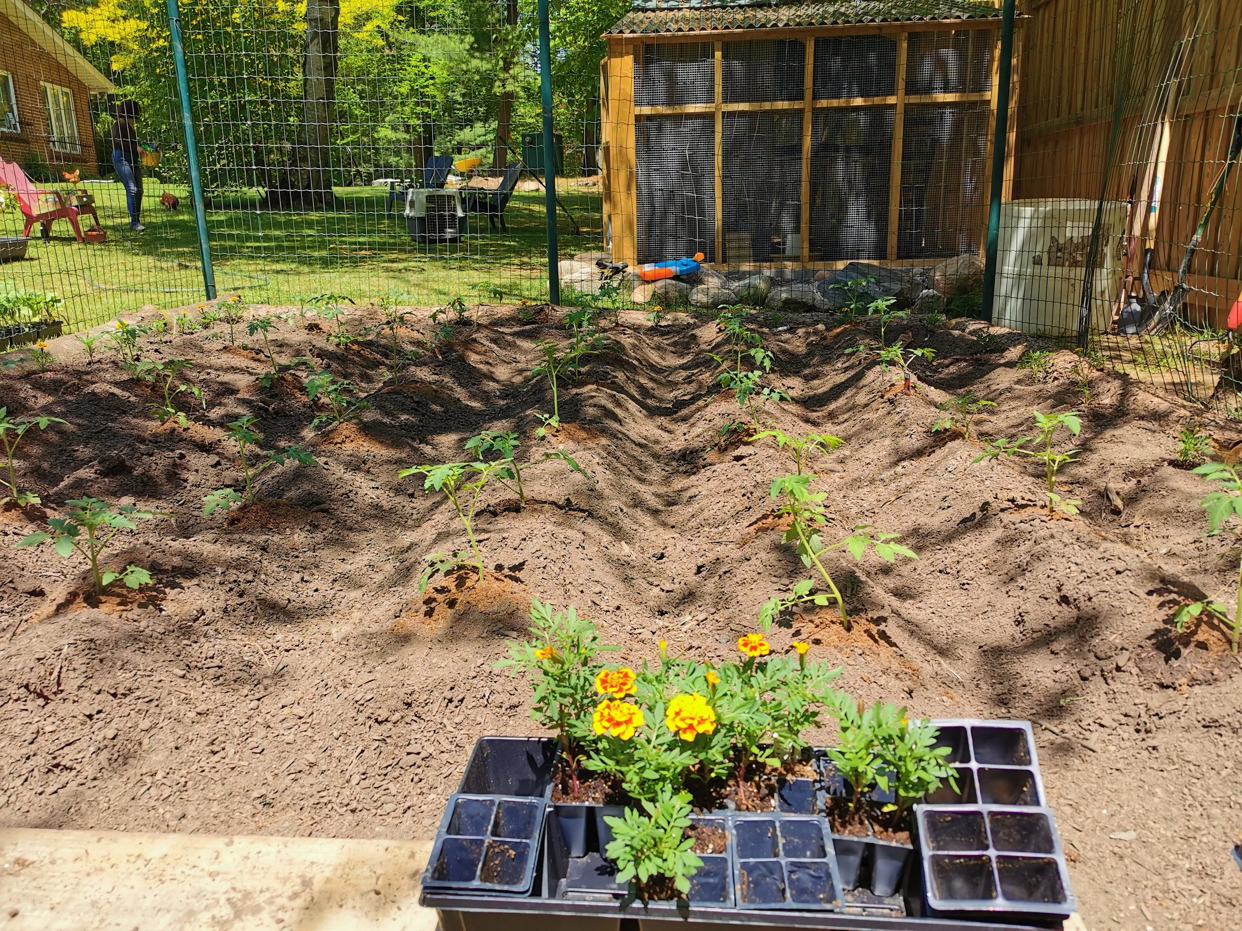 A vegetable garden with rows of young tomato plants growing in the soil, with a tray of marigold flowers in the foreground, and a backyard with a fenced area, chairs, trees, and a shed in the background.