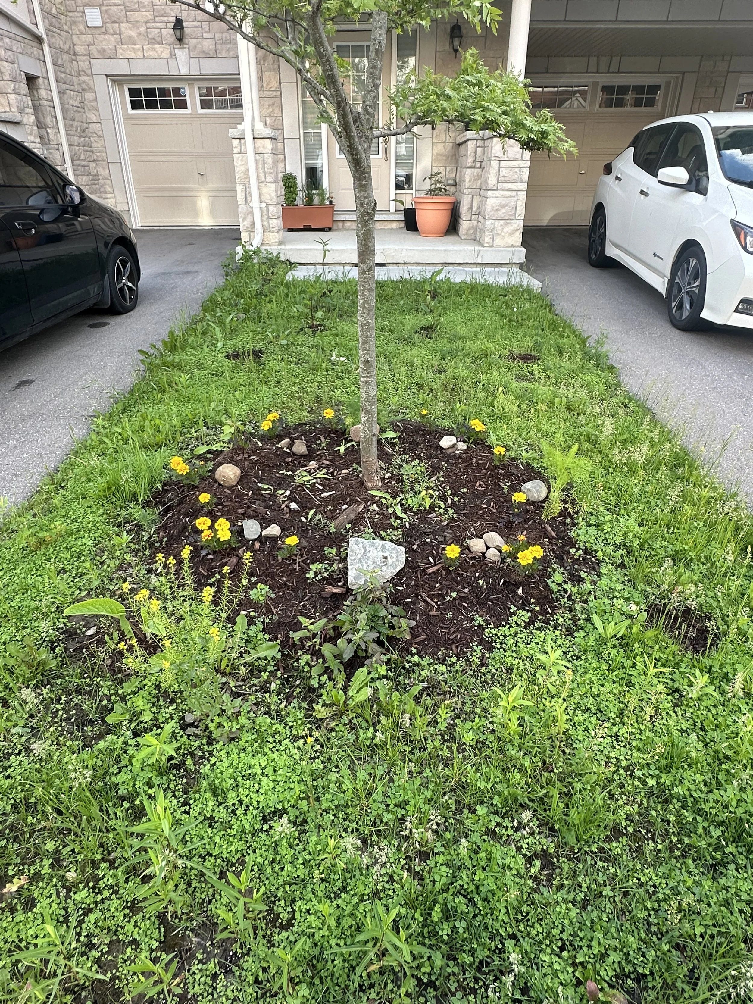 A small garden bed with yellow flowers, stones, and a young tree in the center outside a house with a porch and two cars parked on each side.