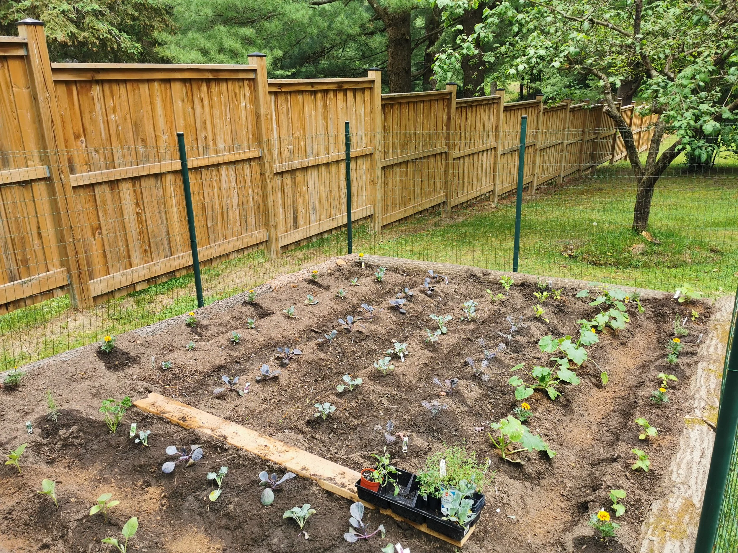 A garden plot with young vegetable plants and flowers, enclosed by a wooden privacy fence and a wire fence, with a grassy yard and trees in the background.