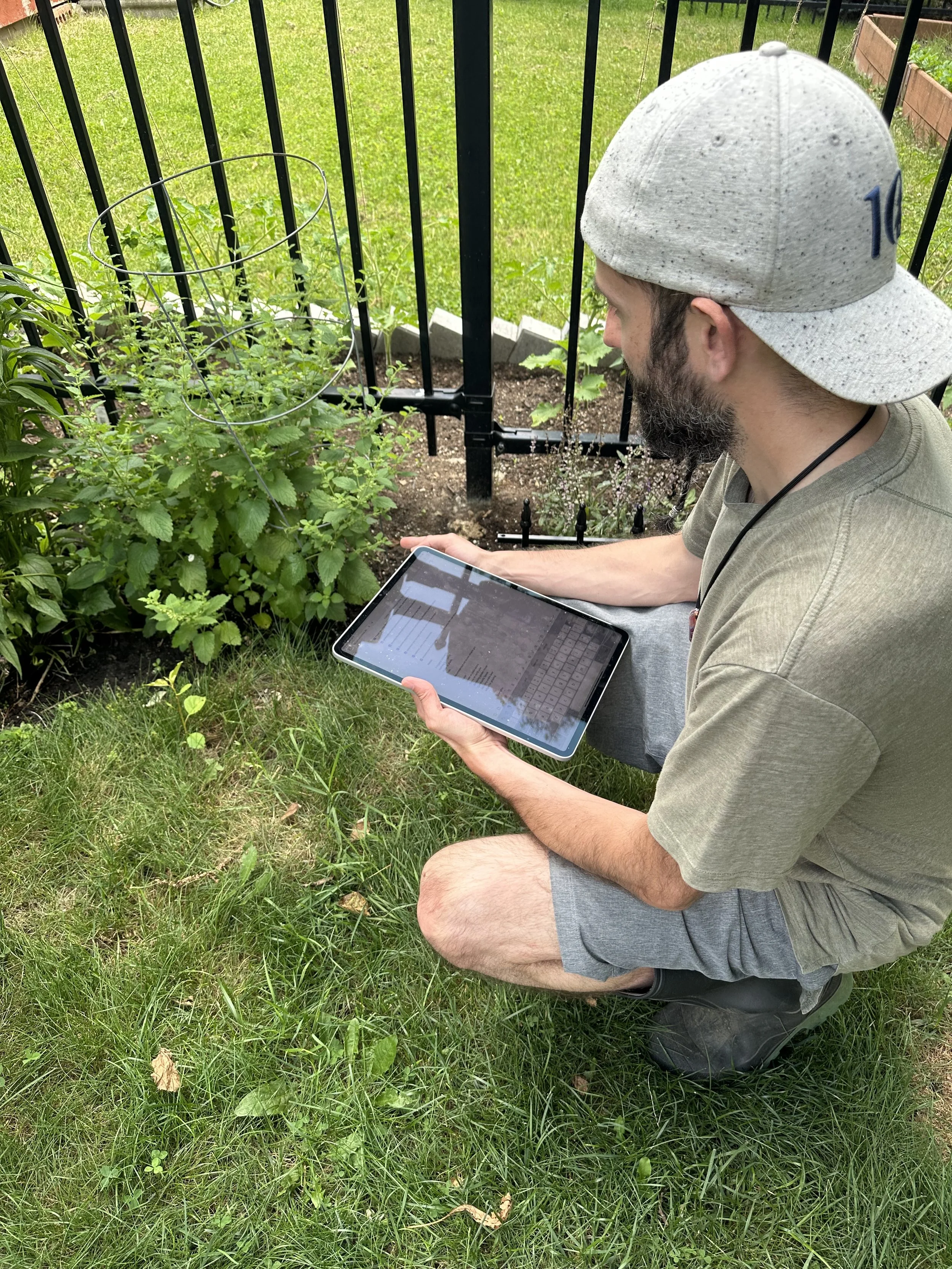 A man kneeling on grass in a garden, holding a tablet and looking at a plant behind a black metal fence.